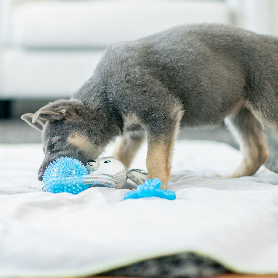 Puppy chewing toys