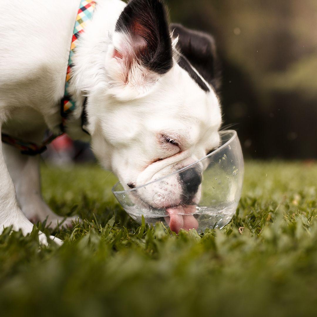 Dog drinking from clear water bowl