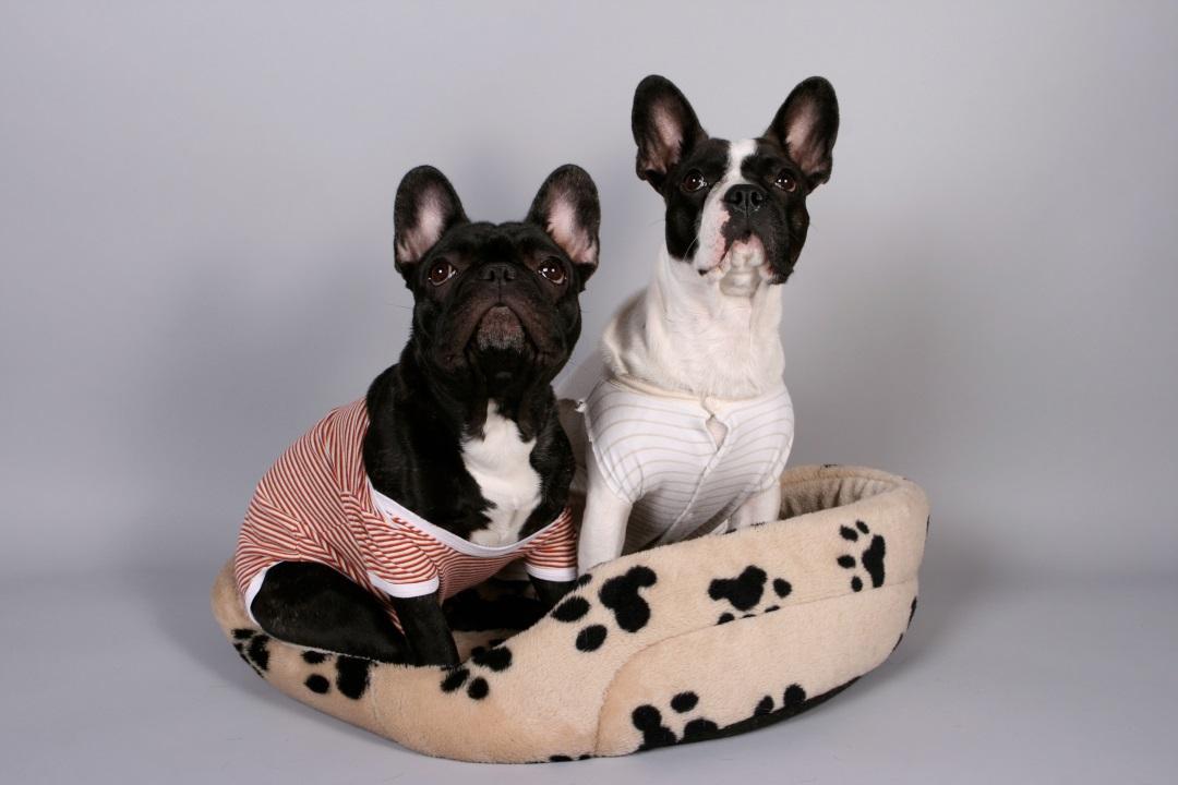Frenach Bulldog and Boston Terrier dressed with a todler romper