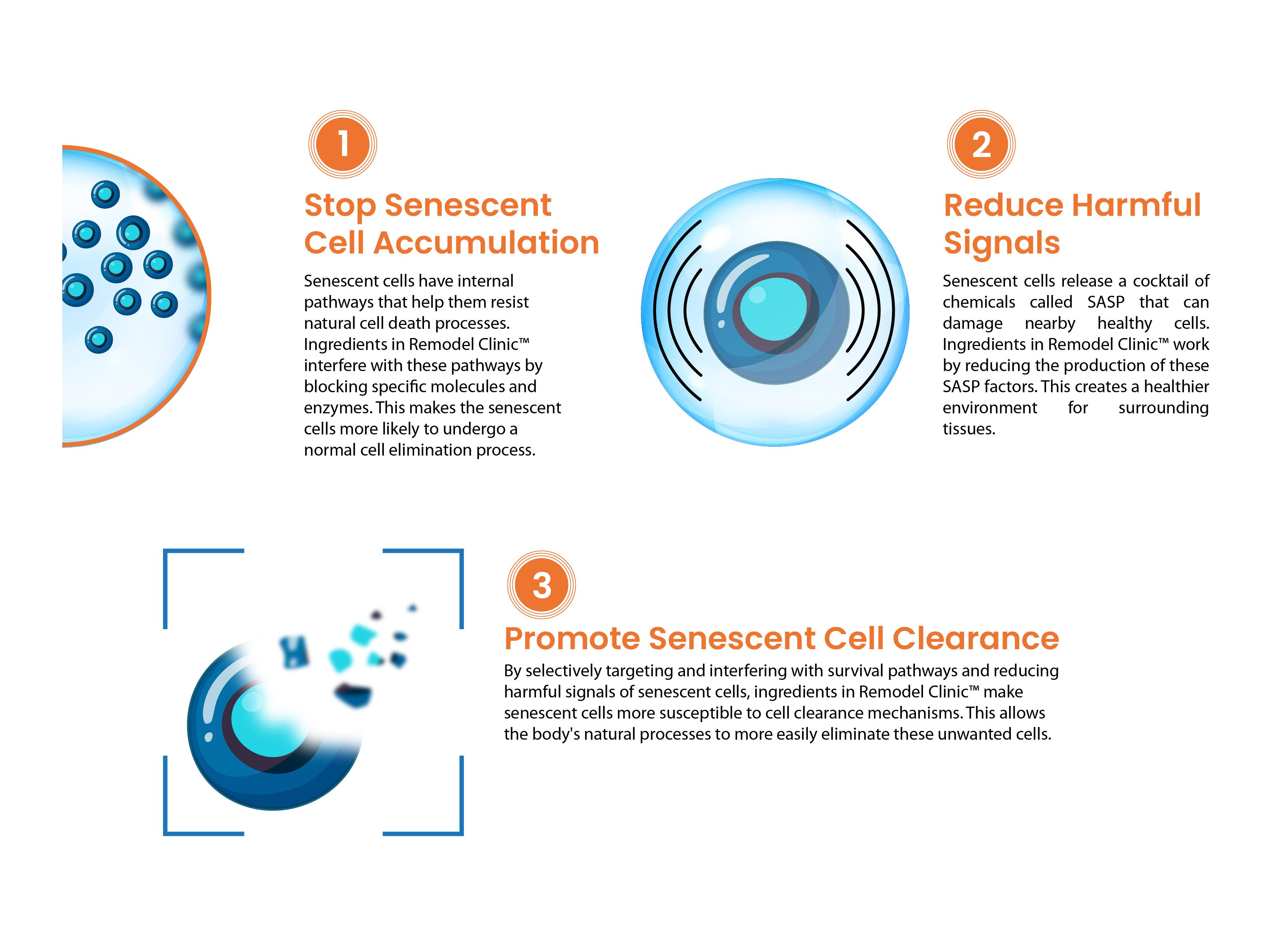 Three ways Remodel Clinic helps eliminate senescent cells