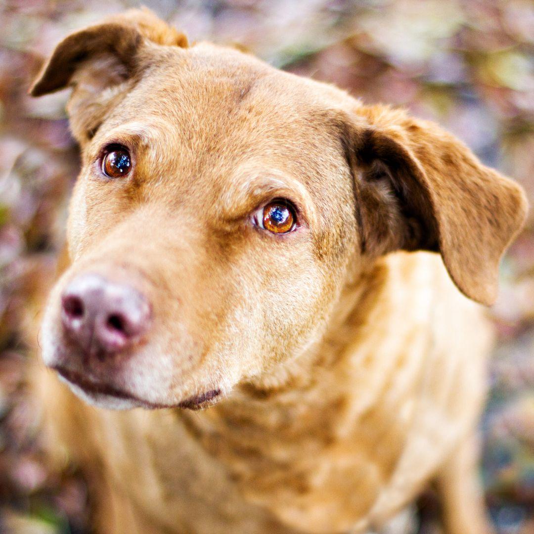 Older dog looking at camera