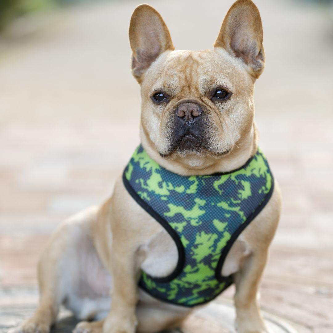 French Bulldog Wearing a Harness Leash