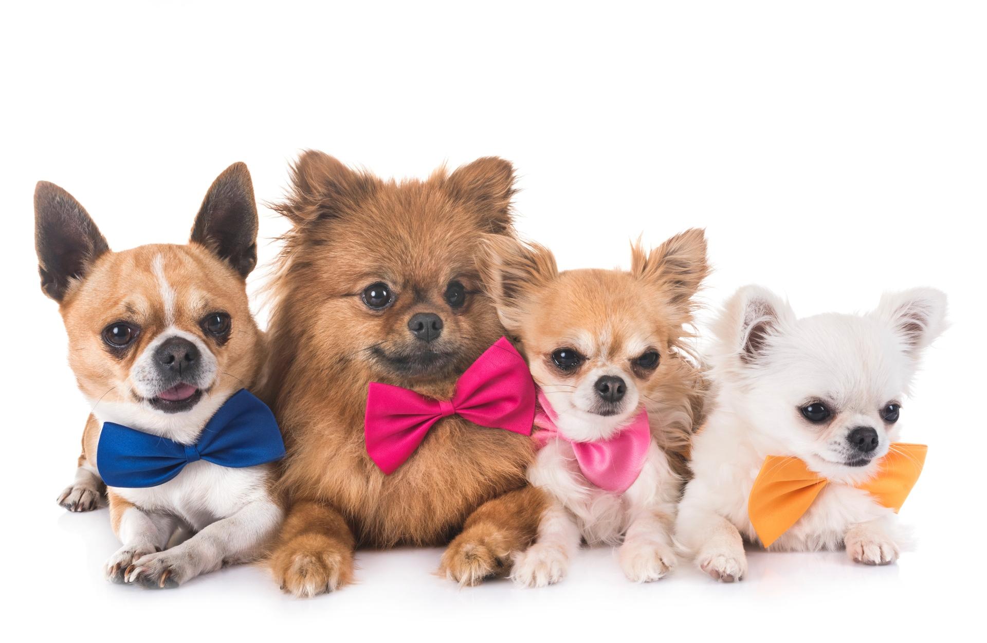 Small Dogs: chihuahuas and pomeranian