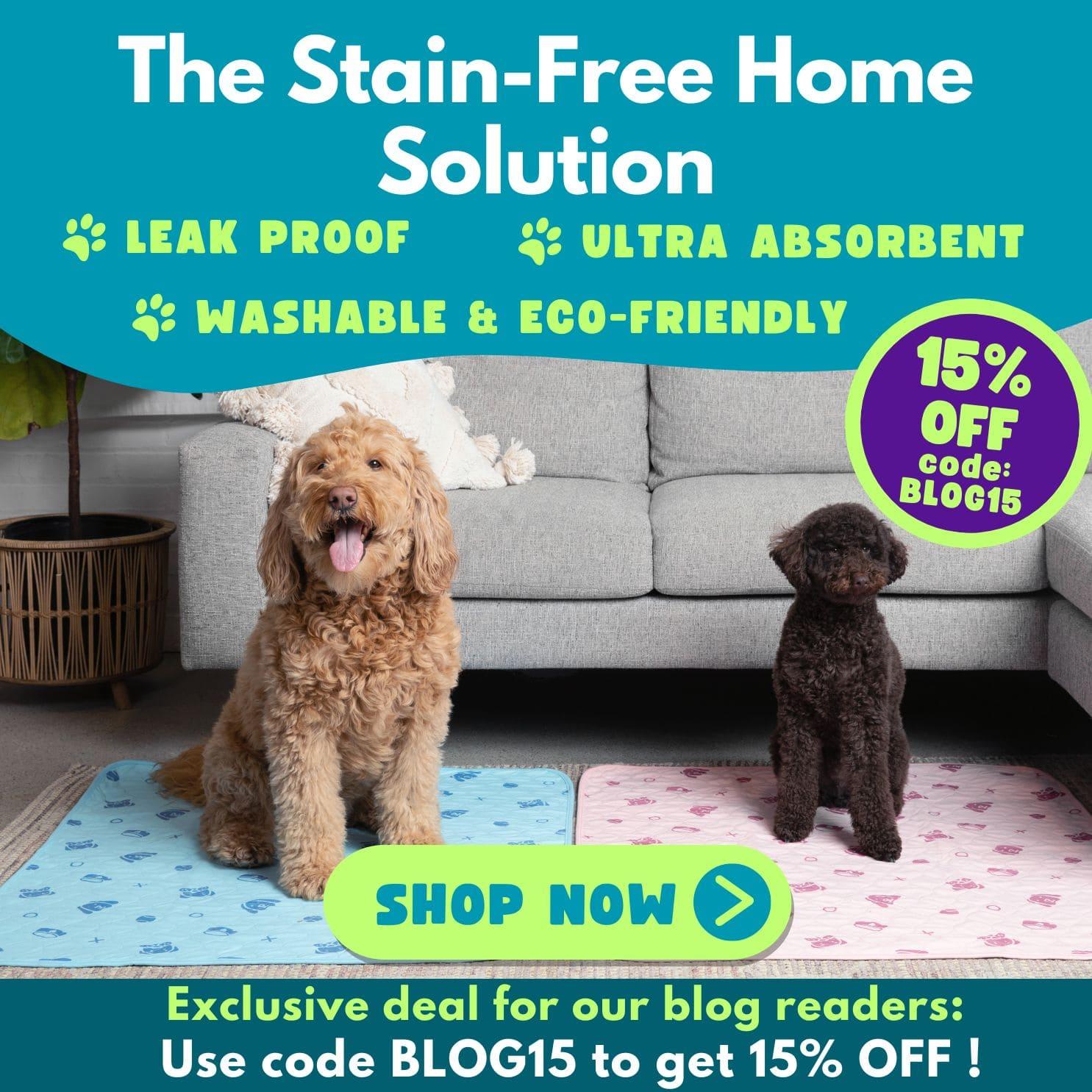 A square banner showing two dogs sitting on pee pads