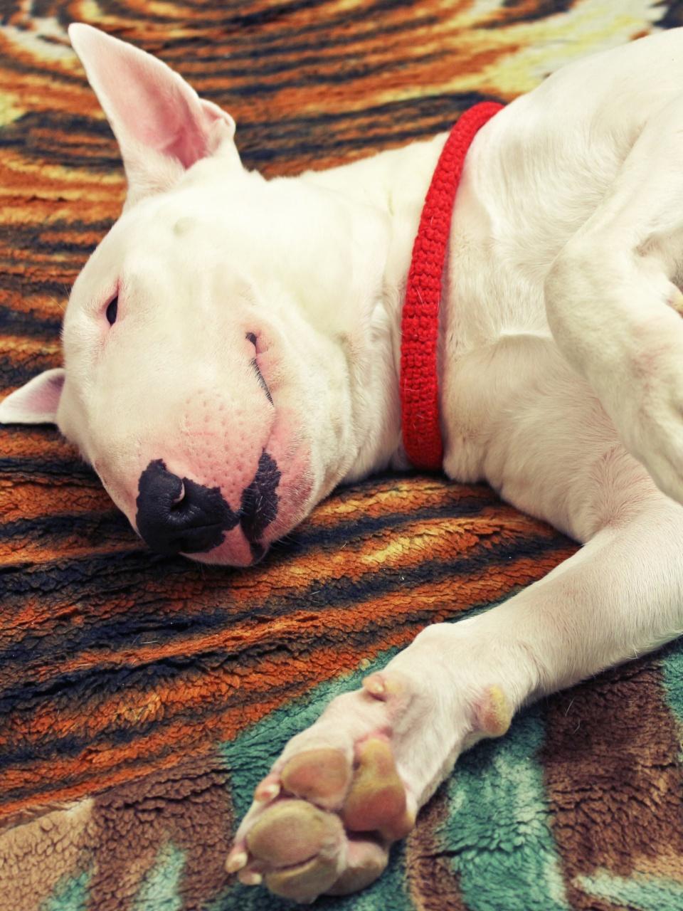 Sleeping white English Bull Terrier