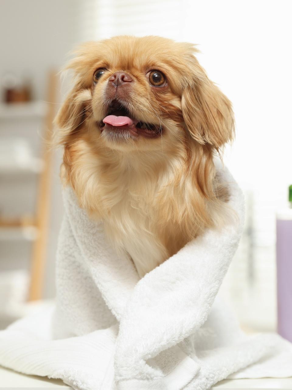 Pekingese dog