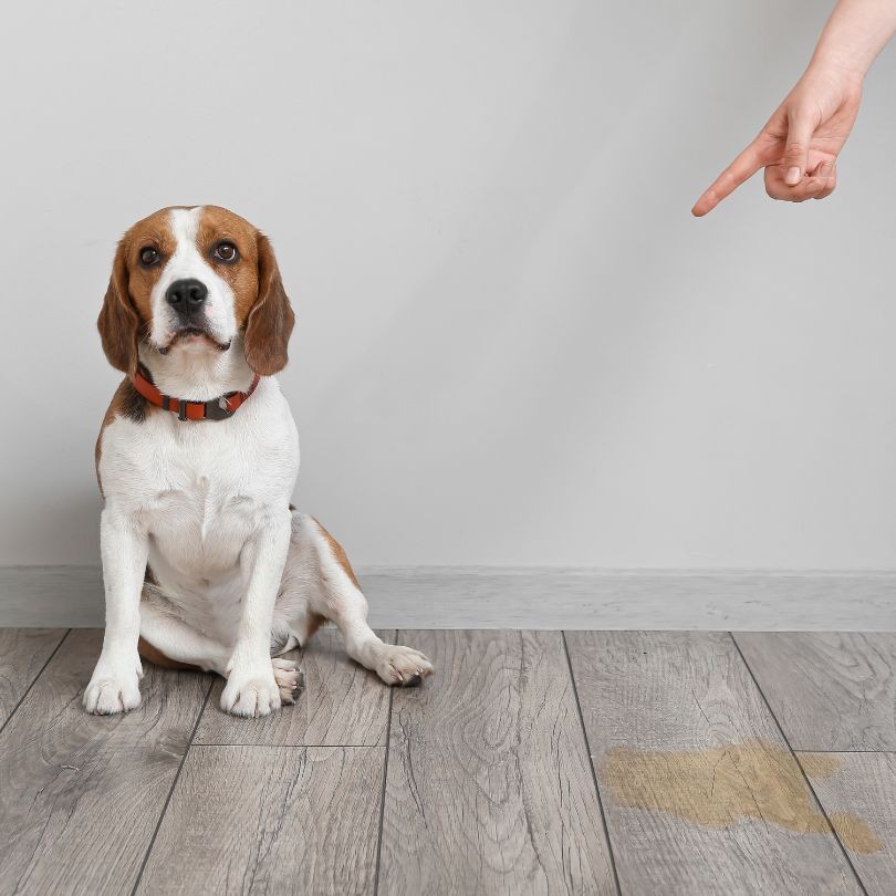 Beagle dog being scolded for peeing on wooden floor