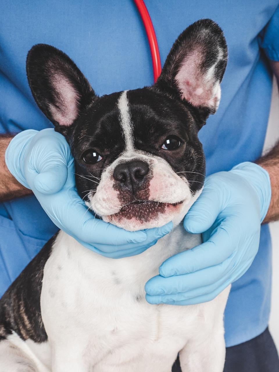 Cute puppy and veterinarian.