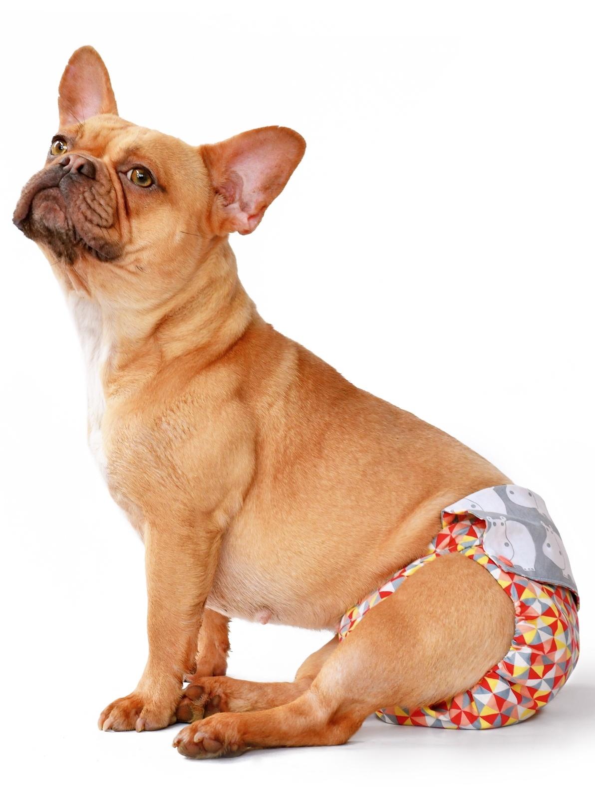 French Bulldog dog wearing fabric period diaper pants for protection on white background