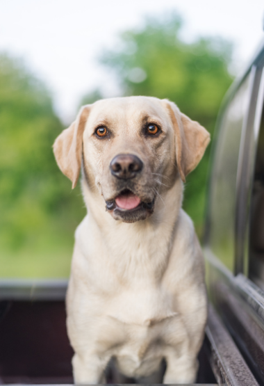 YELLOW LAB IN THE BACK OF A TRUCK