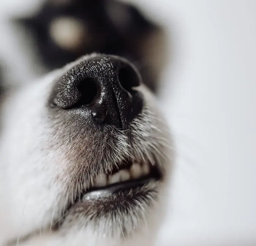 Close-up of a dog's nose with a runny discharge, highlighting its texture and moisture.