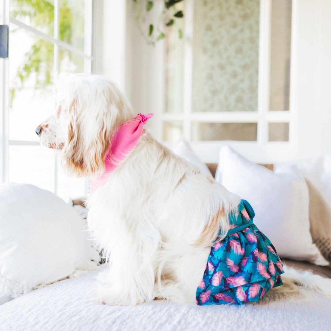 Dog looking out of window wearing dog skirt diaper