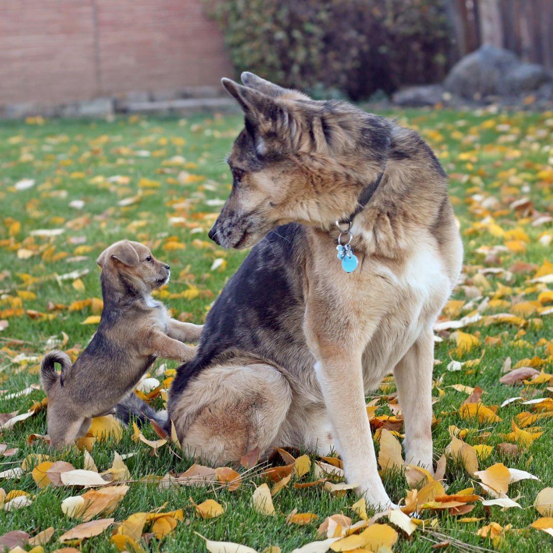 Senior dog with puppy