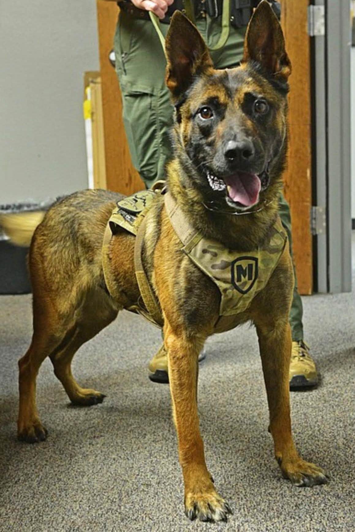 k9 audie standing