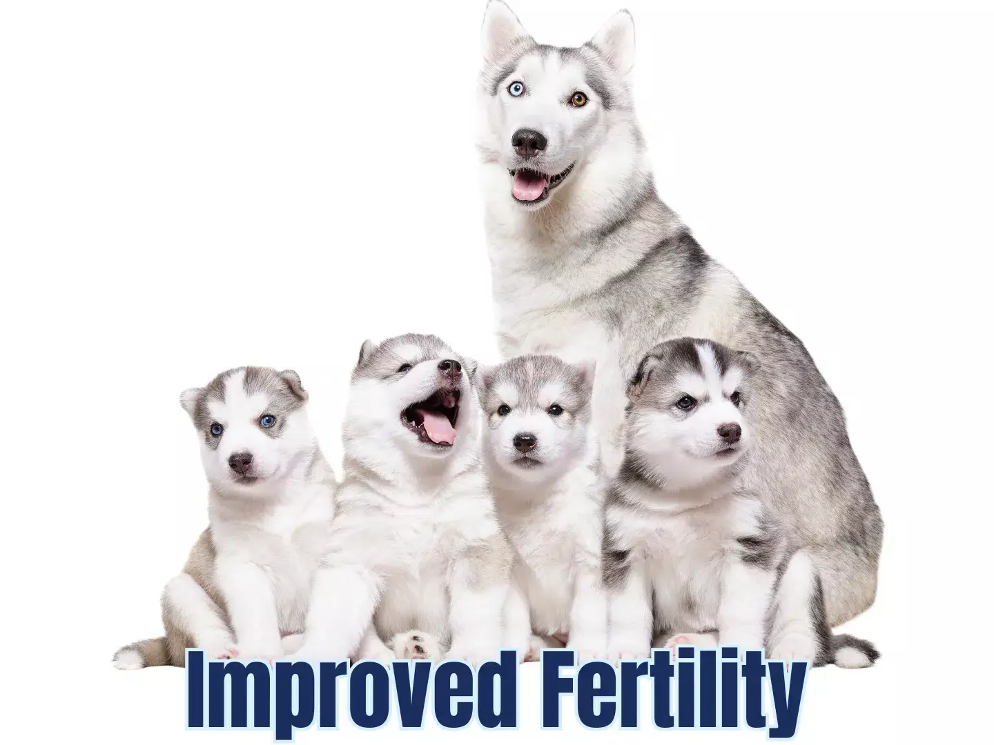 Selvita Canine Improved Fertility