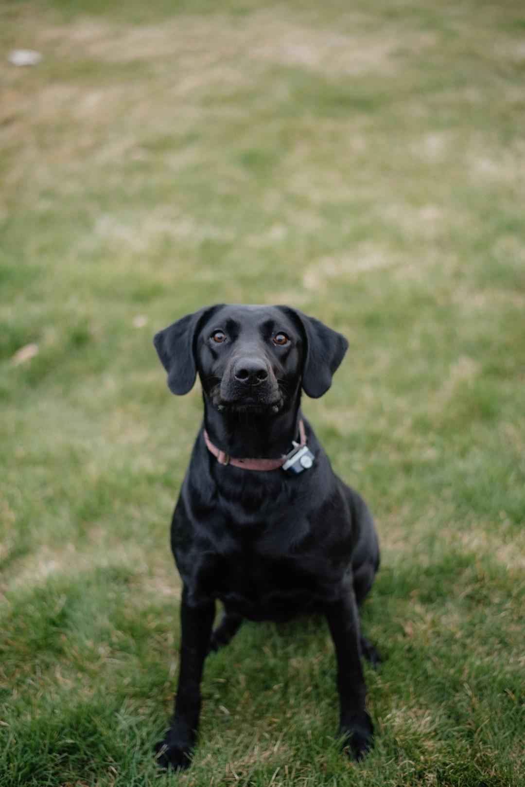 black dog on the grass