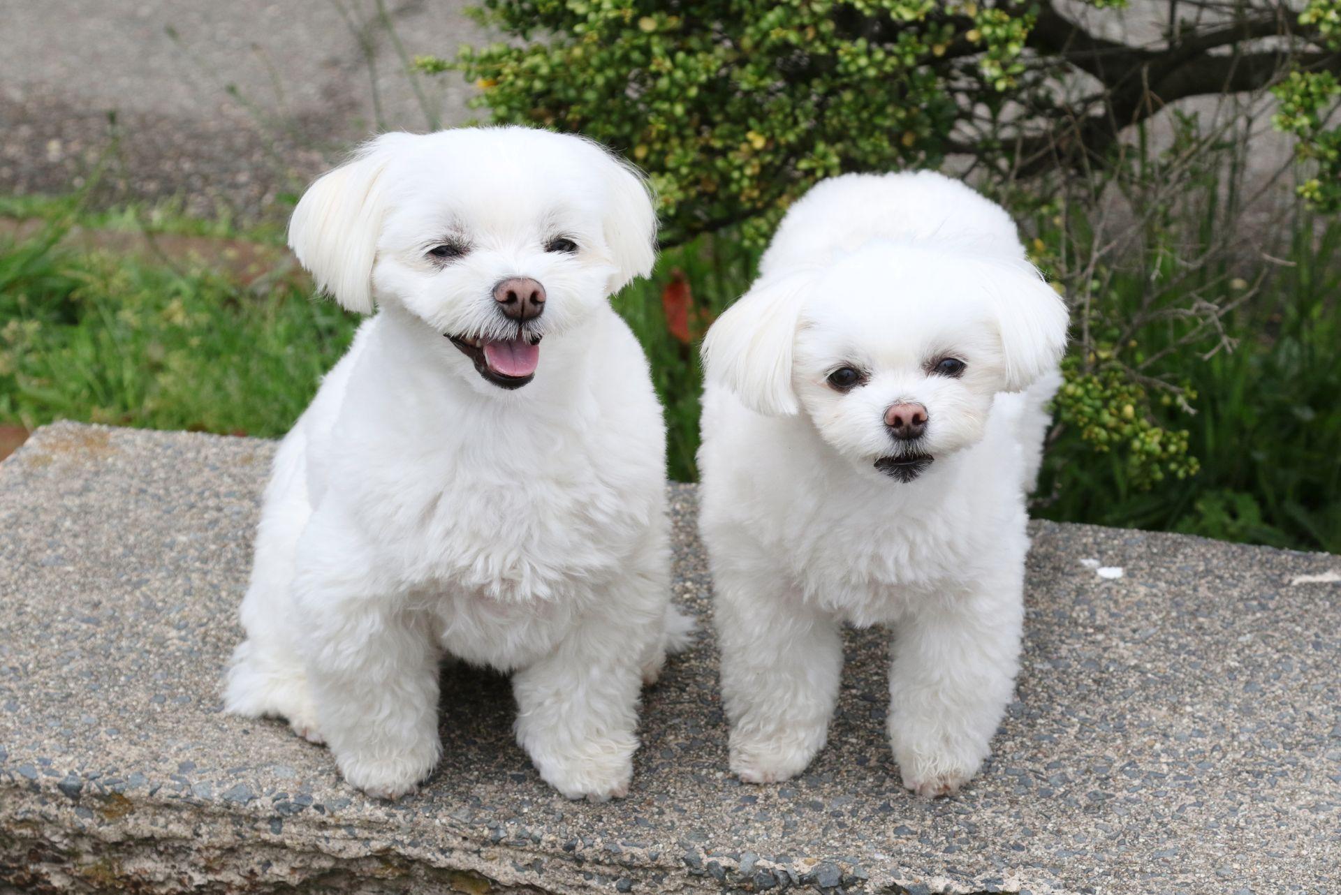 Two cute white Maltese dogs