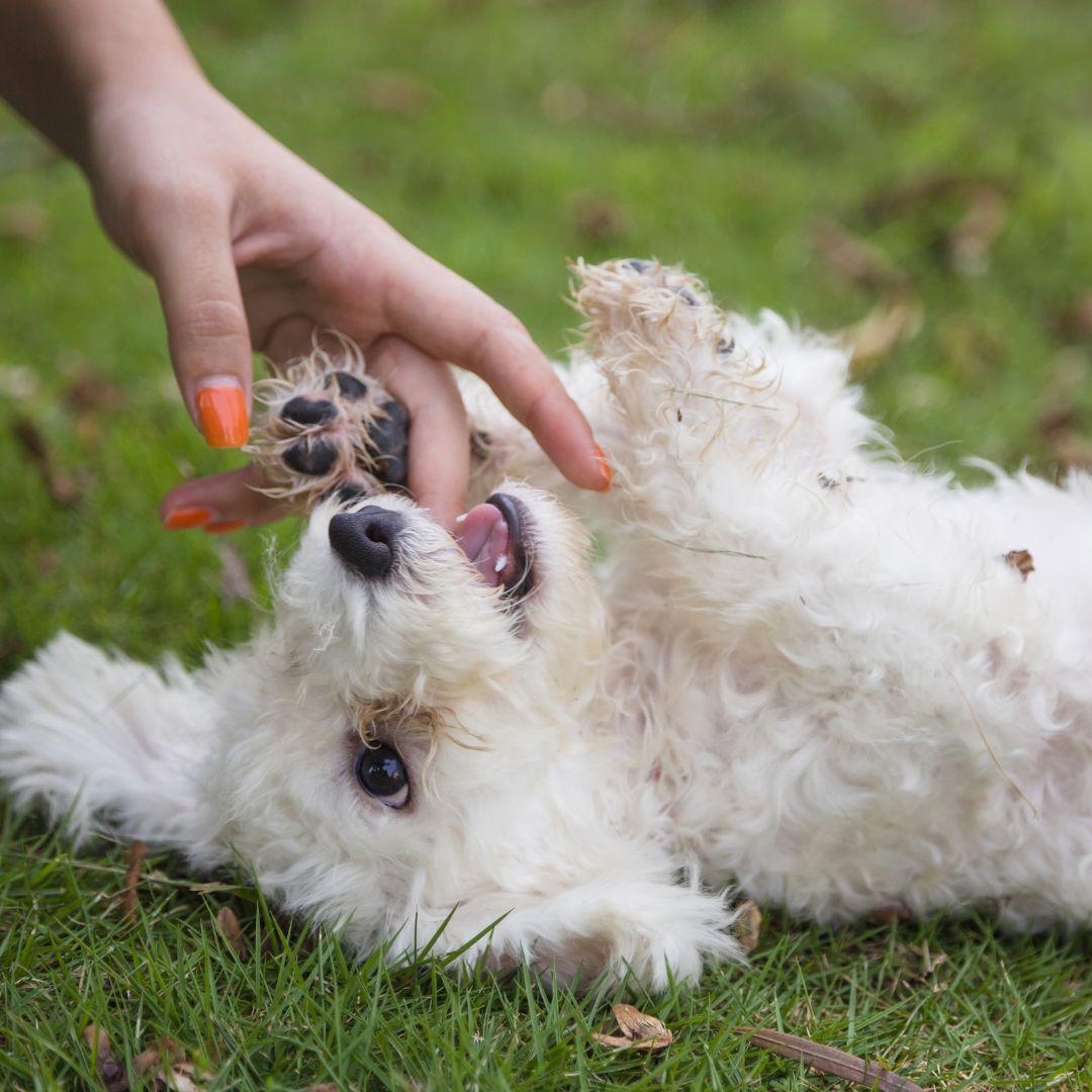 Bichon Frise outdoors with owner