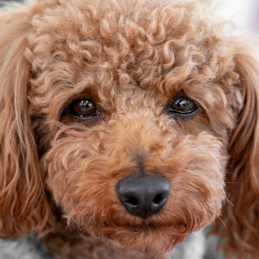 Close up of Toy Poodle eyes