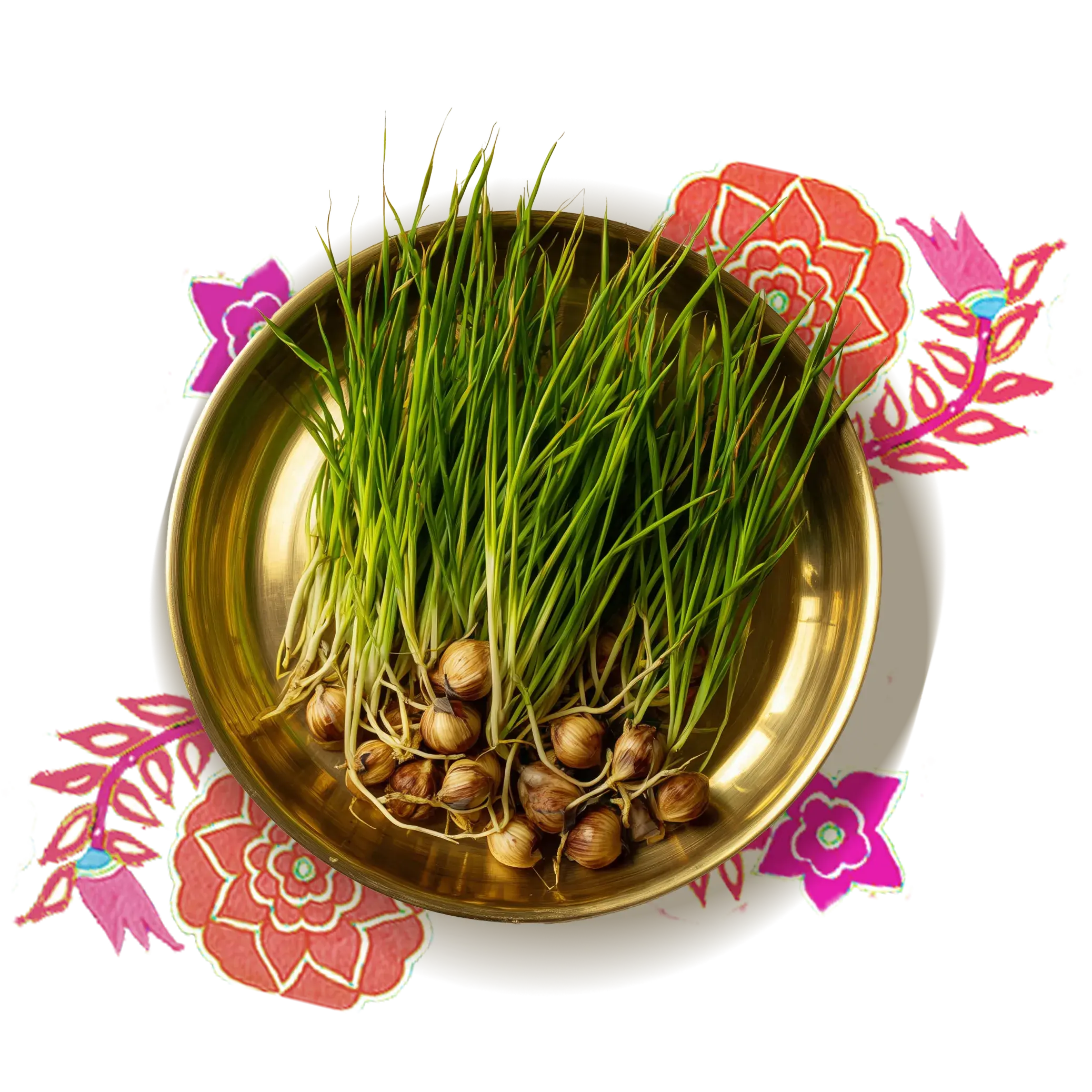 Nut Grass