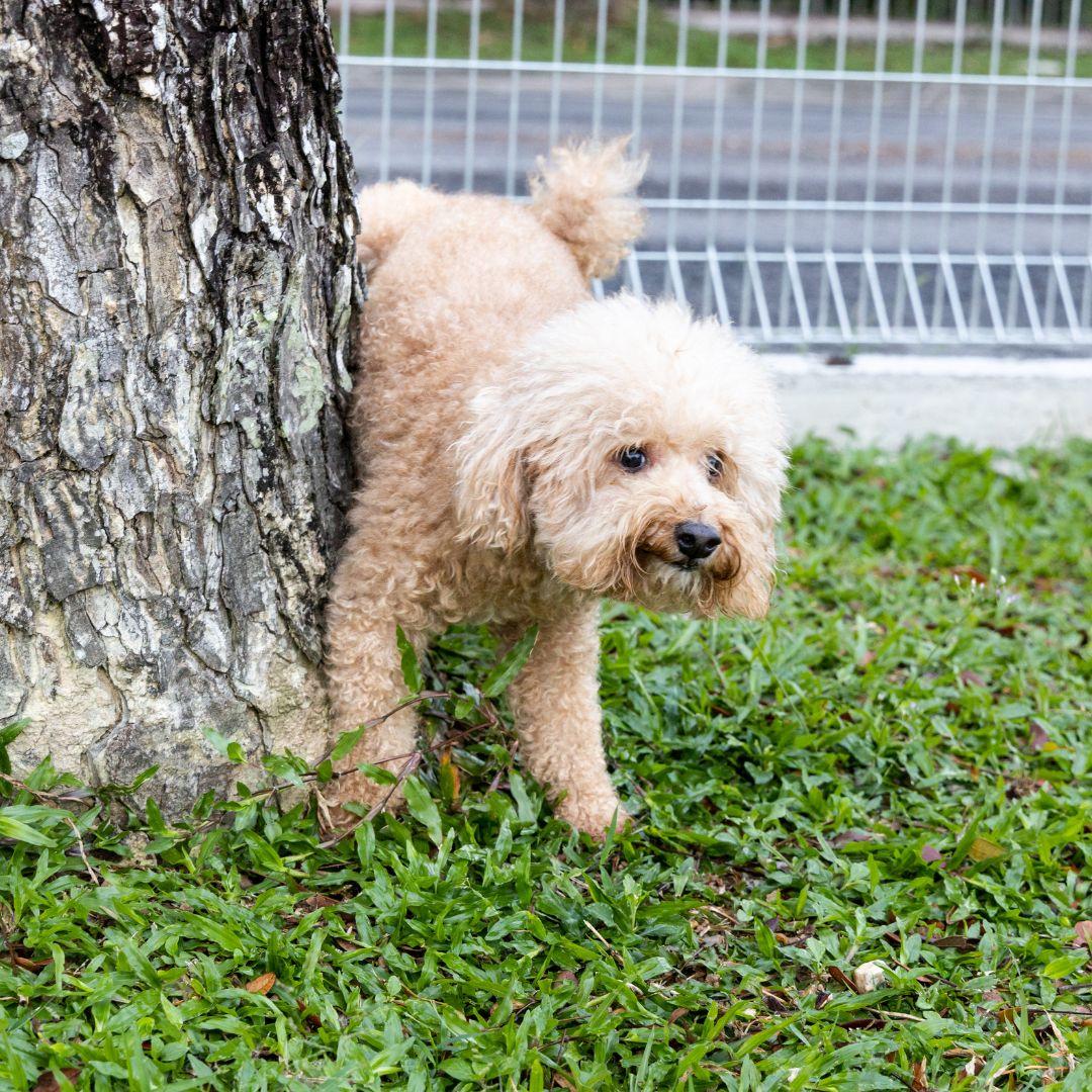 Male poodle dog urinate pee onto tree trunk