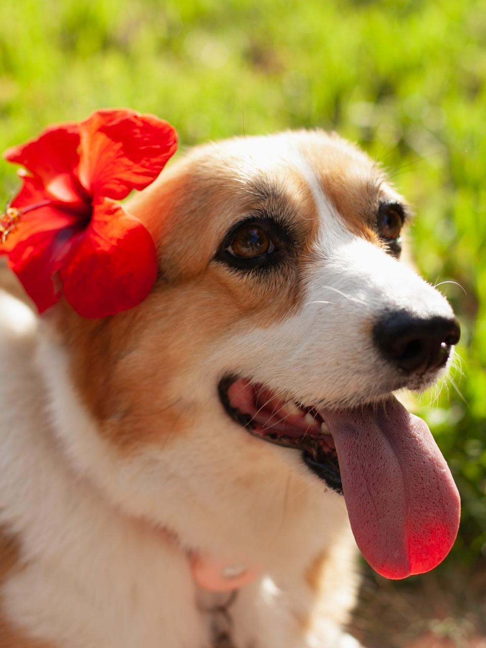 Cute welsh corgi cardigan dog girl with red flower behind her ear