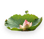 Lotus (Nelumbo Nucifera) Flower
