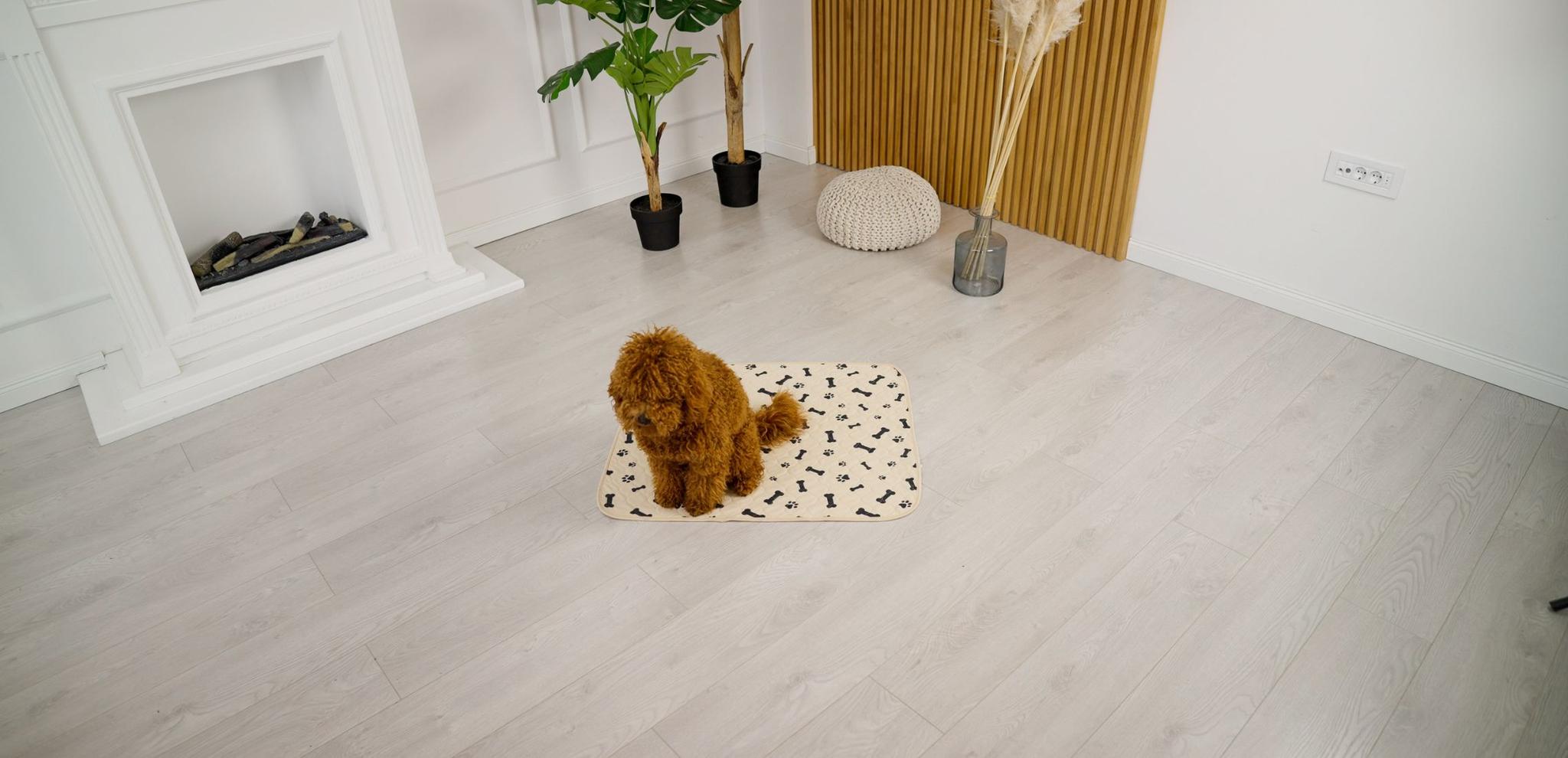 My Dog Won’t Pee on the Pad Anymore What to Do Now to Fix It Potty