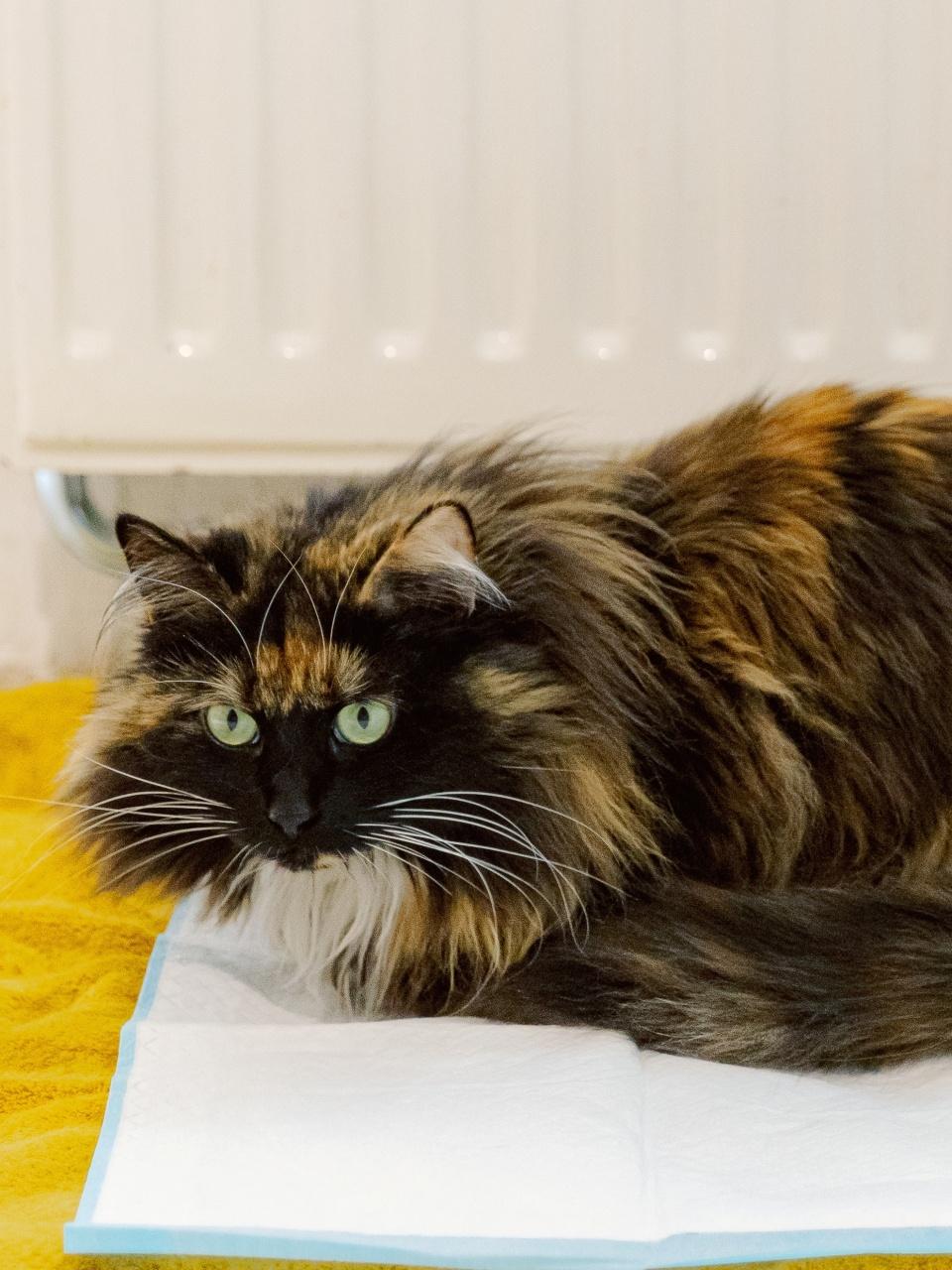 A fluffy tortoiseshell cat rests alertly on a pee pad with bright green eyes.