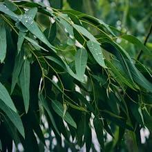 circular image of blue malee eucalptus leaves with an orange border