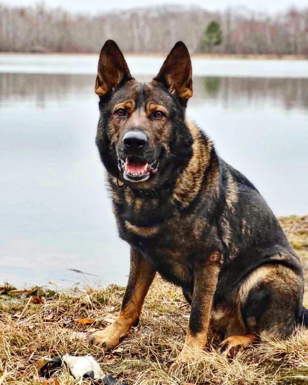 k9 marek