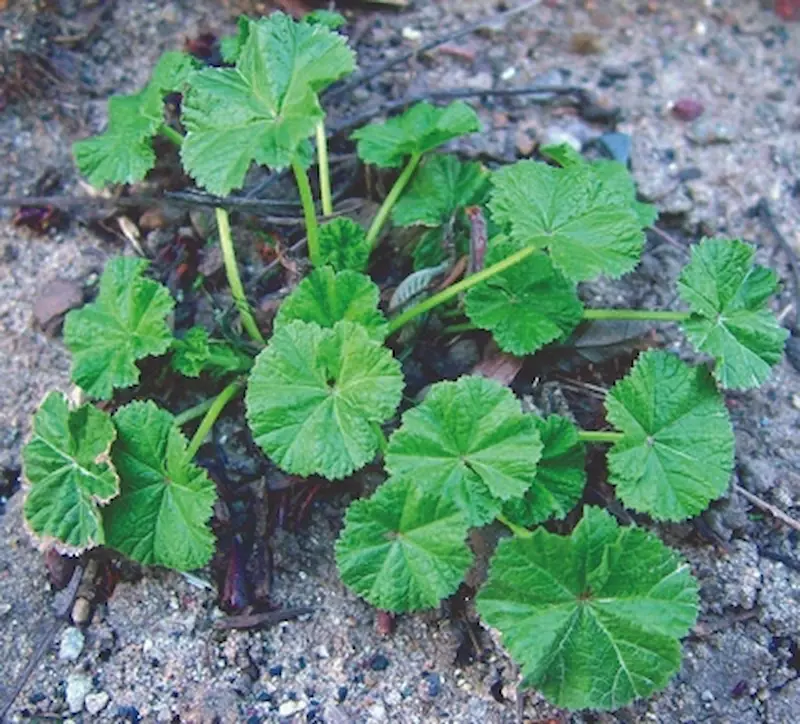 mallow-2