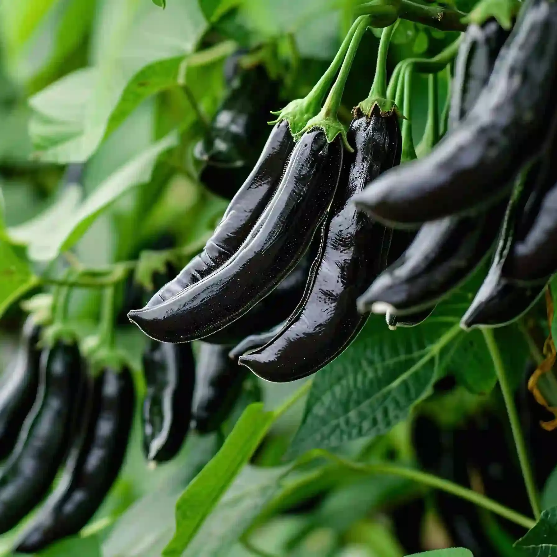 Velvet Beans (Mucuna pruriens)
