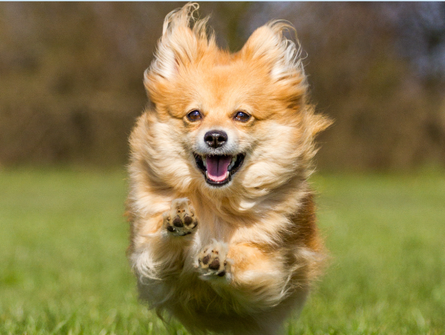 Selvita Canine Dog Running Happy