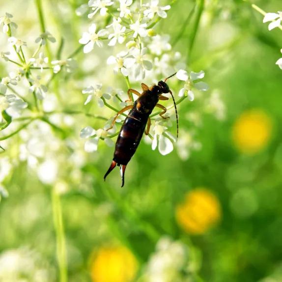 Earwigs