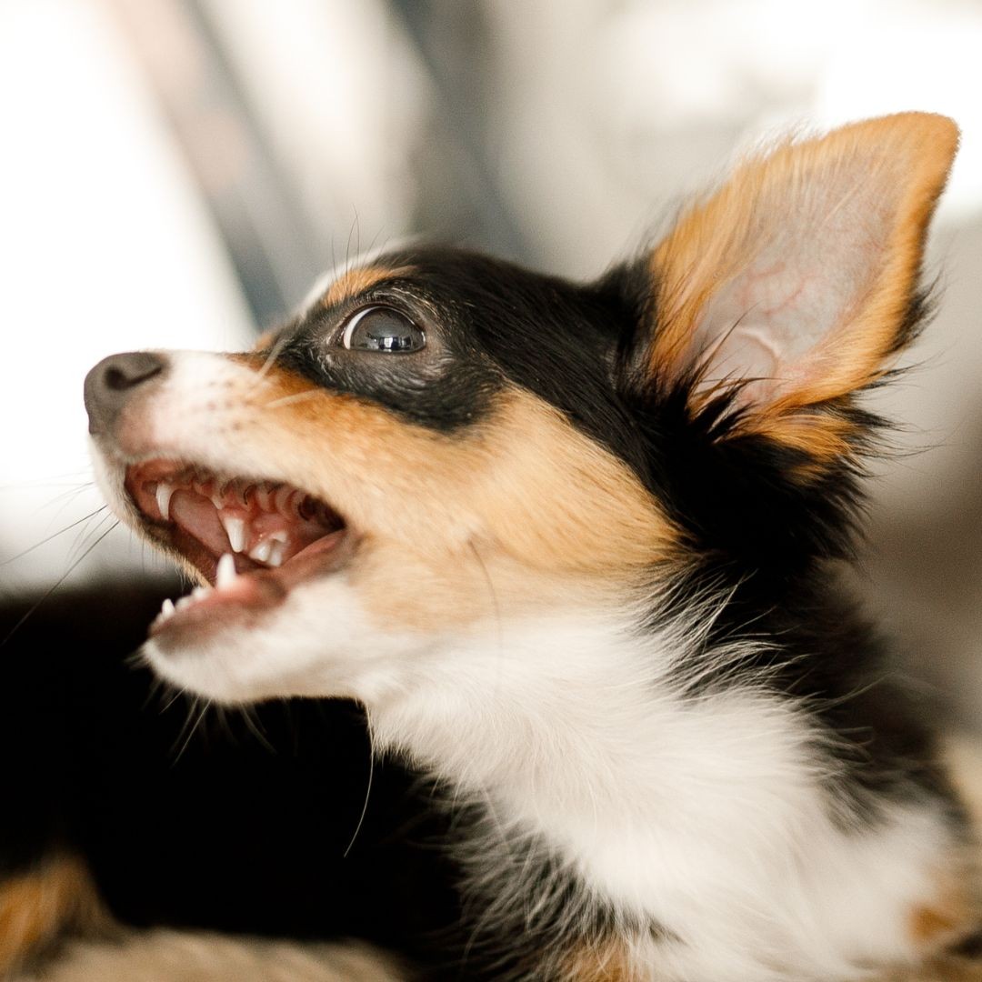 Chihuahua barking