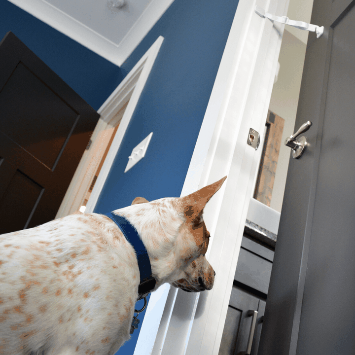 Why Do Cats Hate Closed Doors? Door Buddy