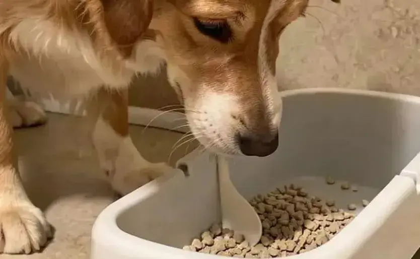 a dog looking in a litter box