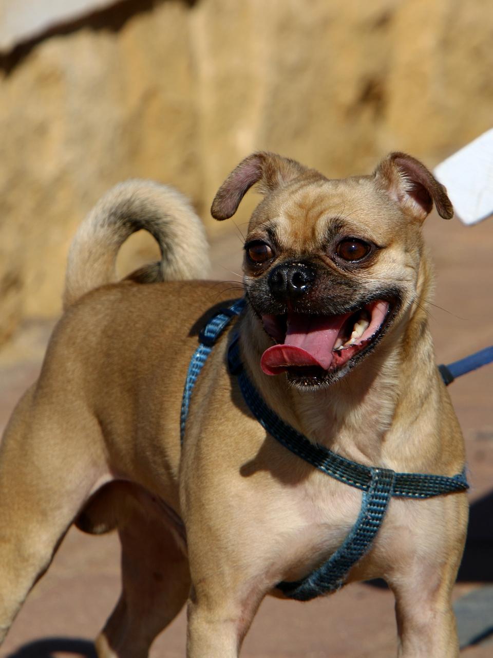 A dog is a pet, a good and faithful friend of man