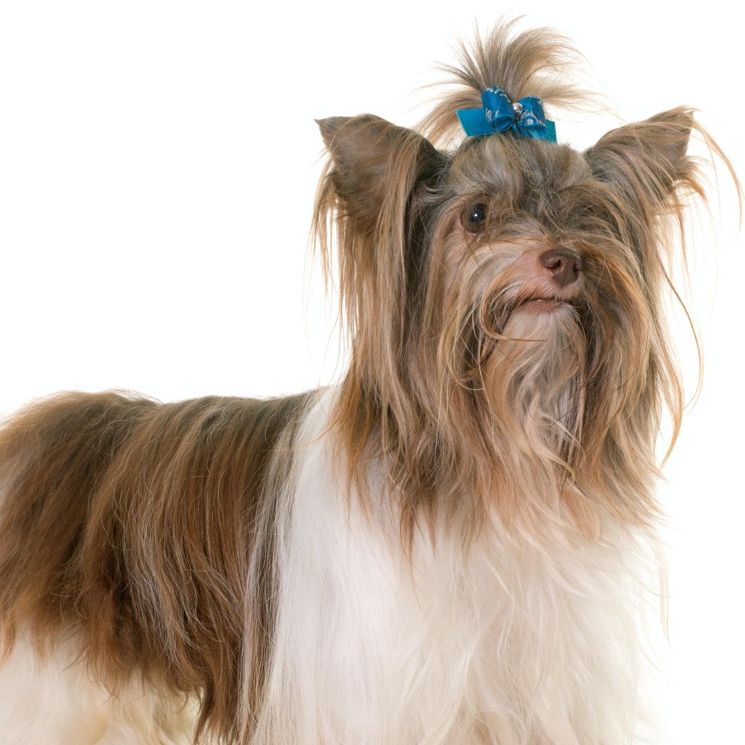 dog biewer terrier