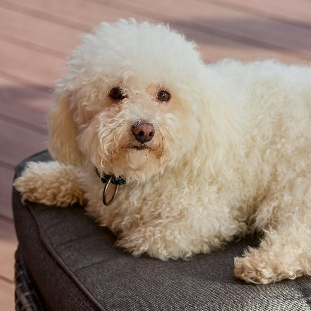 Portrait of a cute bolognese dog