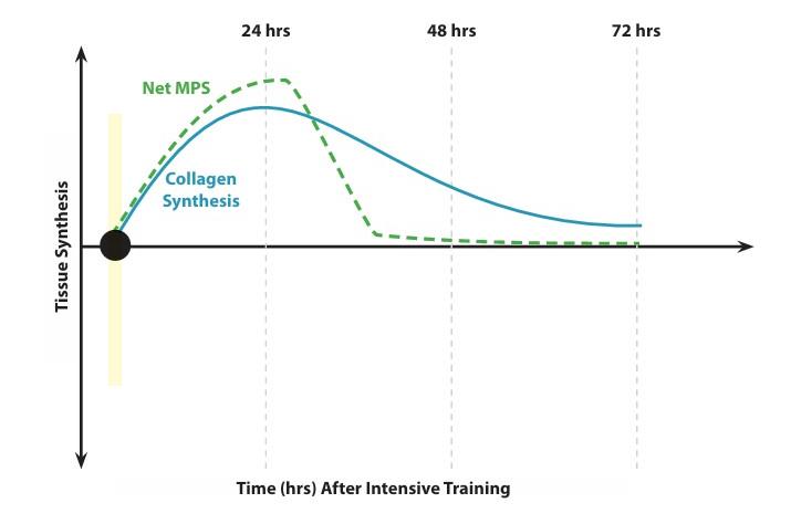 Figure 10.4: Muscle Protein Synthesis (MPS) and Collagen Synthesis Timelines After Intensive Training.