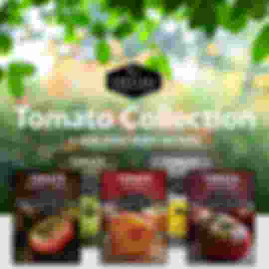 Colorful Tomato Collection - 5 colorful heirloom tomato seed packets