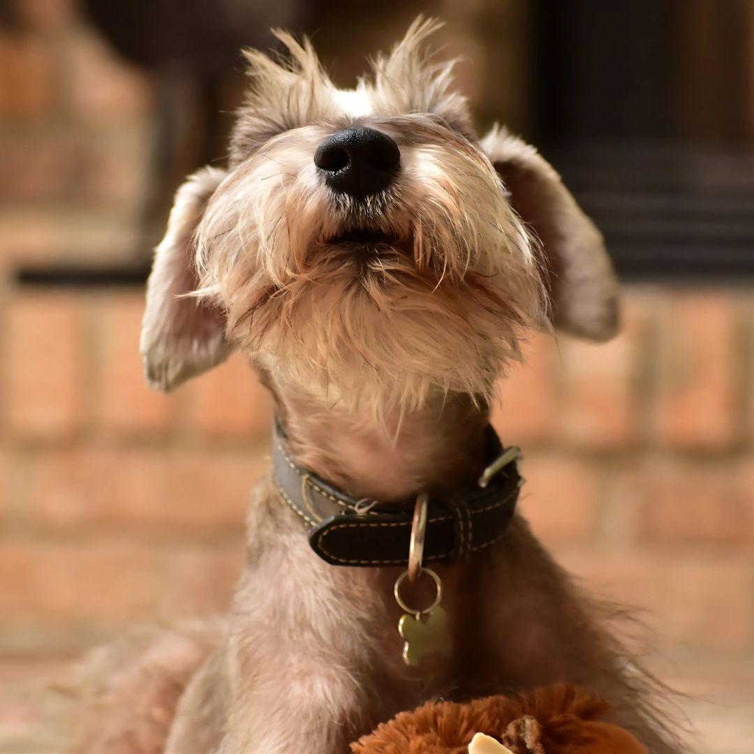 Miniature Schnauzers howling