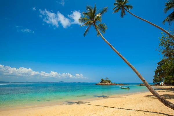 beach with palm trees.