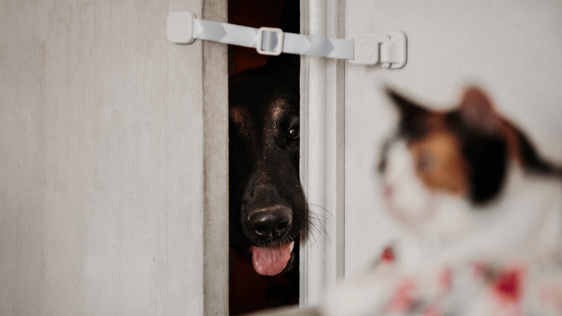 The Best Pet Gates of 2022 Door Buddy