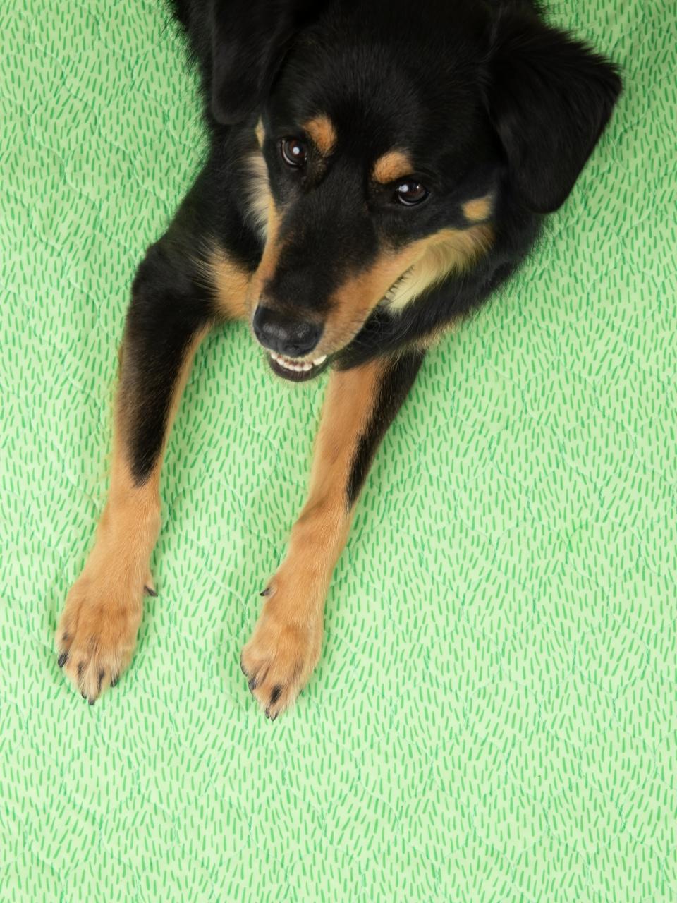 A black and tan dog lies on a bright grass patterned Potty Buddy pad, looking upward with alert eyes and slightly open mouth.