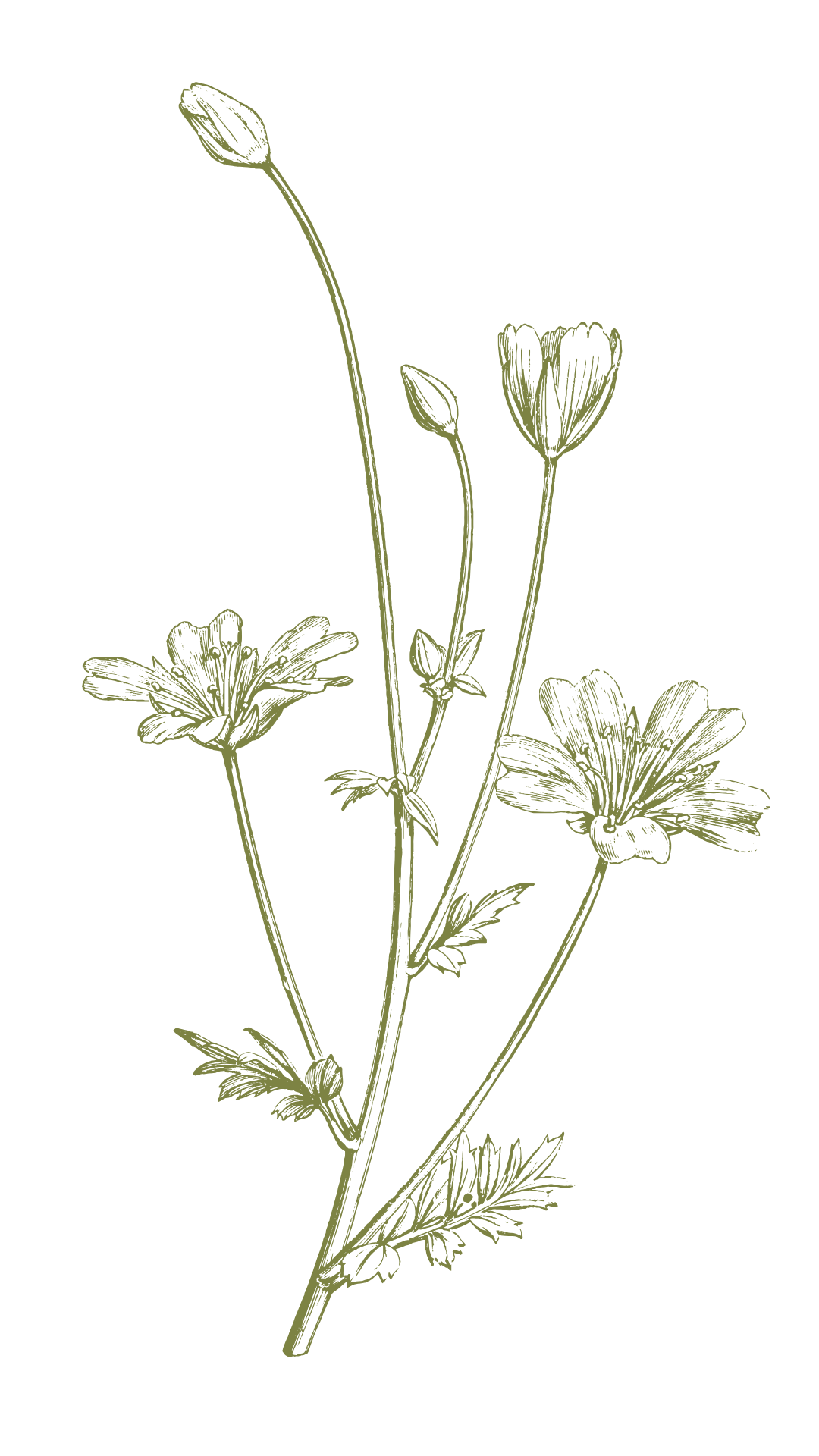 Meadowfoam