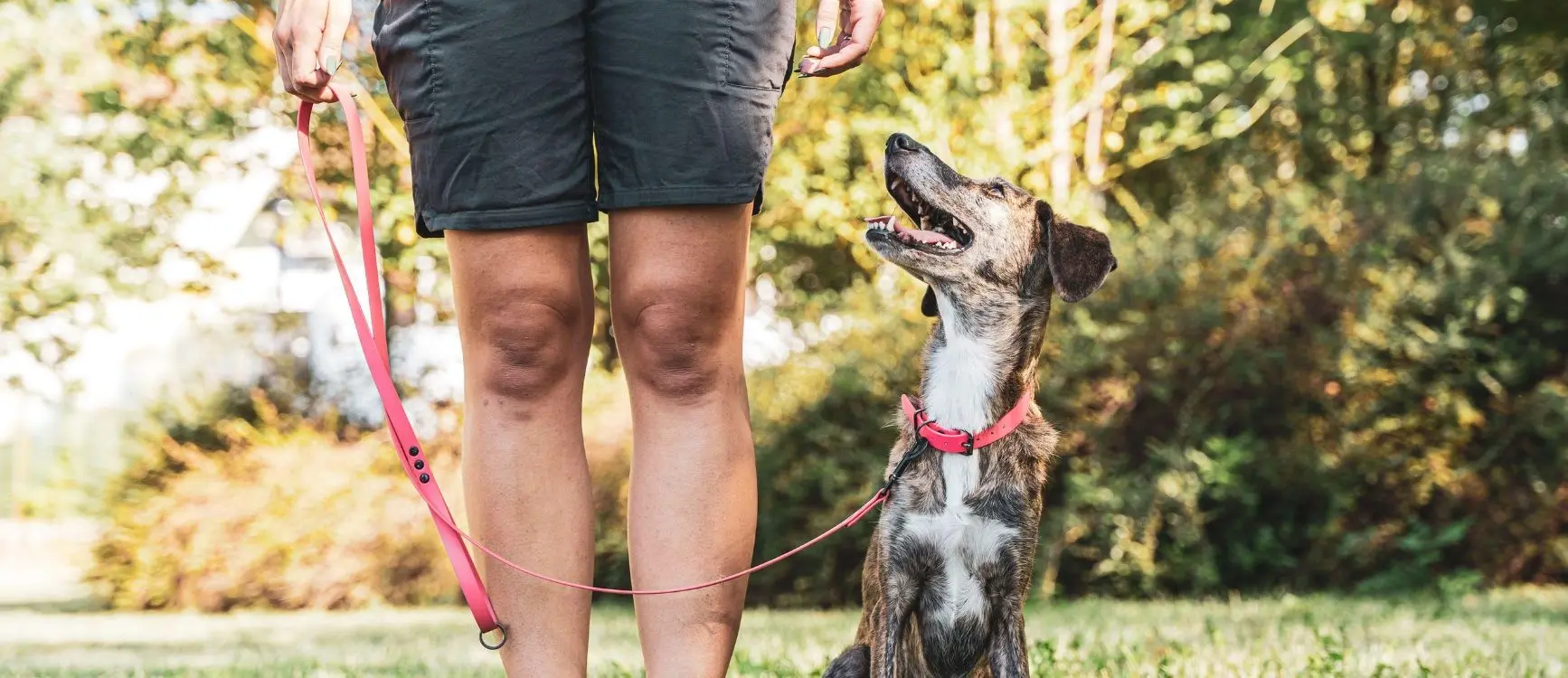 A woman walks her dog on a leash, demonstrating effective dog training techniques in a park setting.