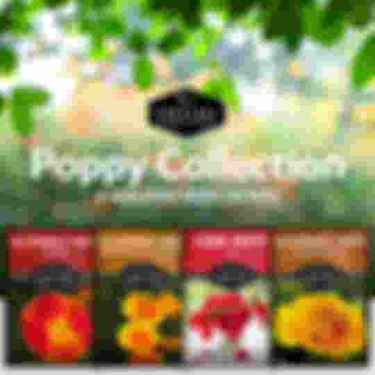 Poppy flower seed collection